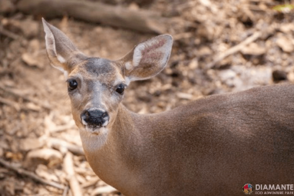 white-tailed deer image