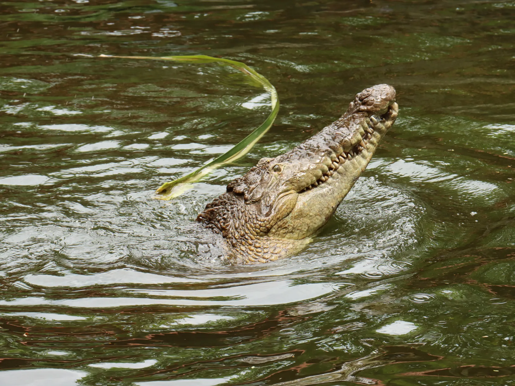 a reptile on a body of water