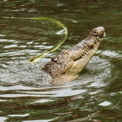 a reptile on a body of water