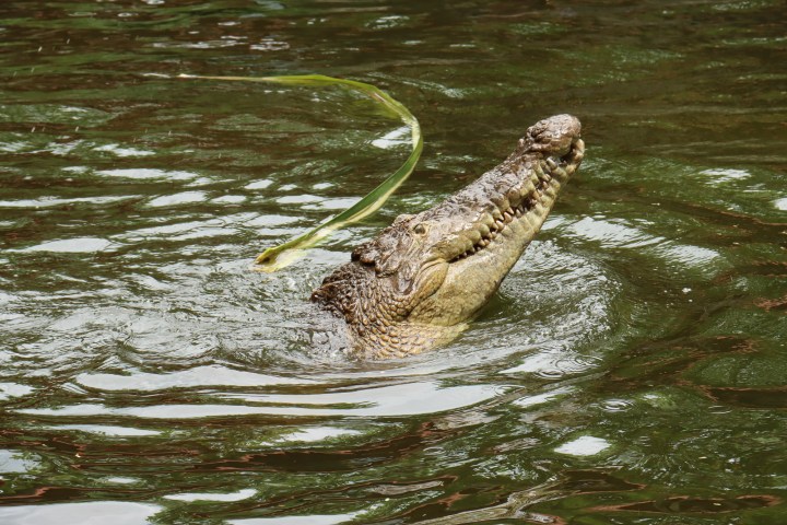 a reptile on a body of water