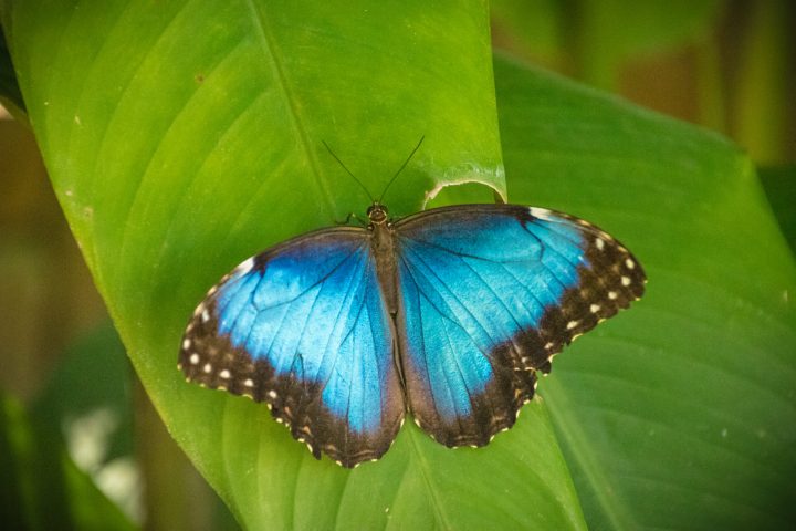 a close up of an insect
