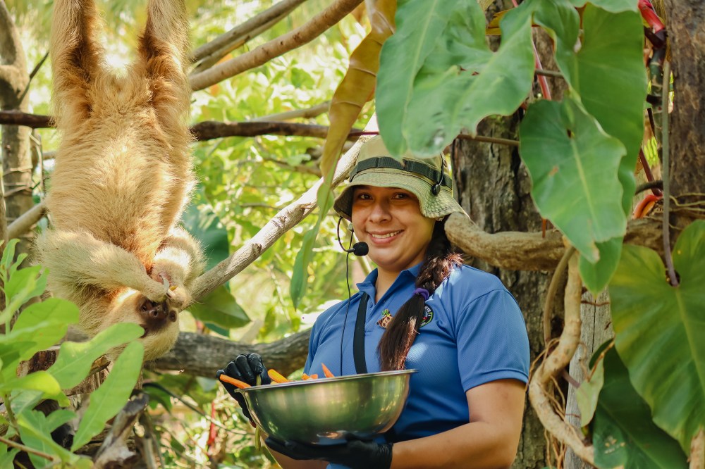 Diamante Animal Sanctuary caregiver feeding a rescued sloth as part of the specialized animal care team.