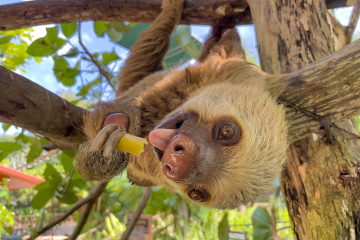 an animal with its mouth open