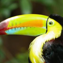 a close up of a bird