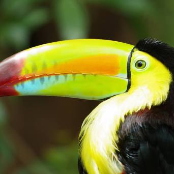 a close up of a bird