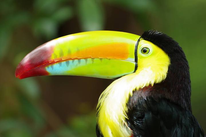 a close up of a bird