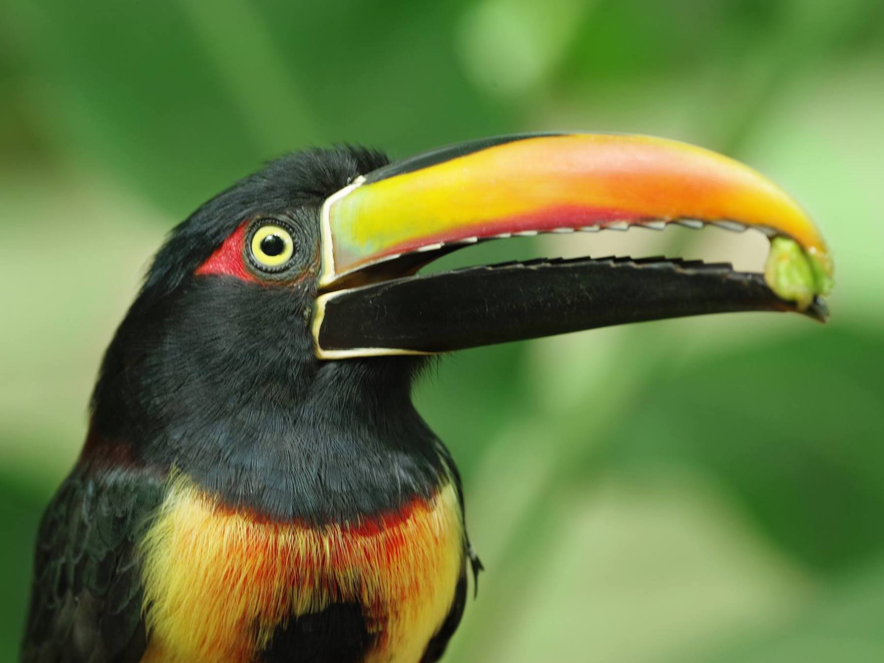 a close up of a bird