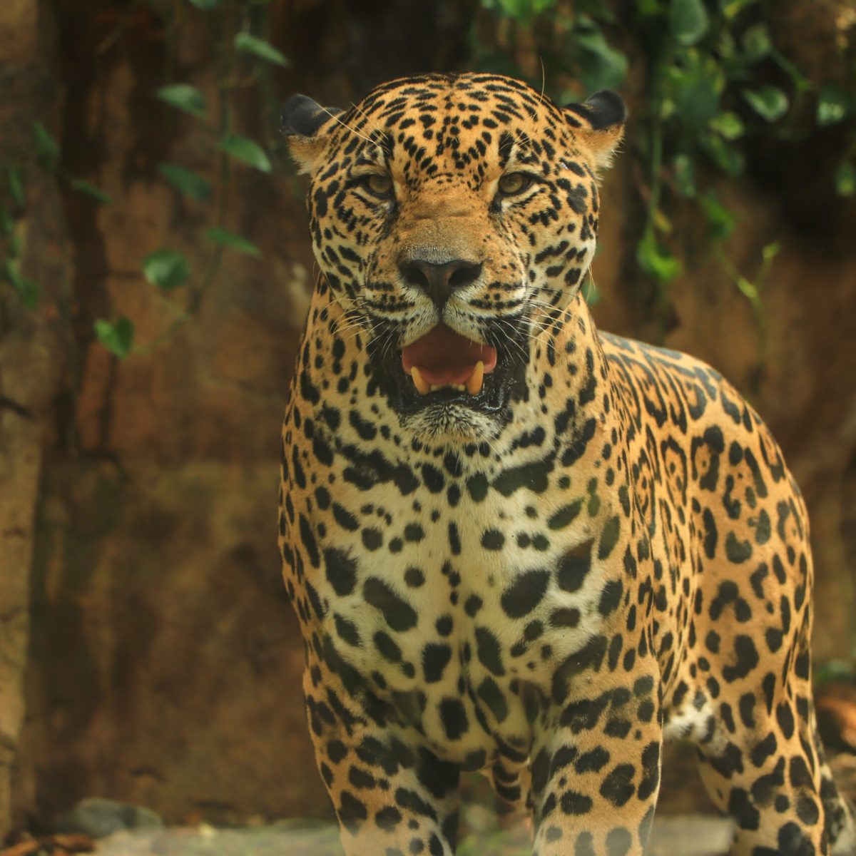 a leopard standing on a rock