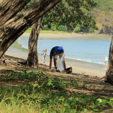 a tree next to a body of water