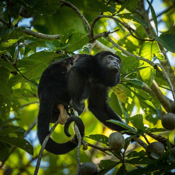 a bird perched on a tree branch