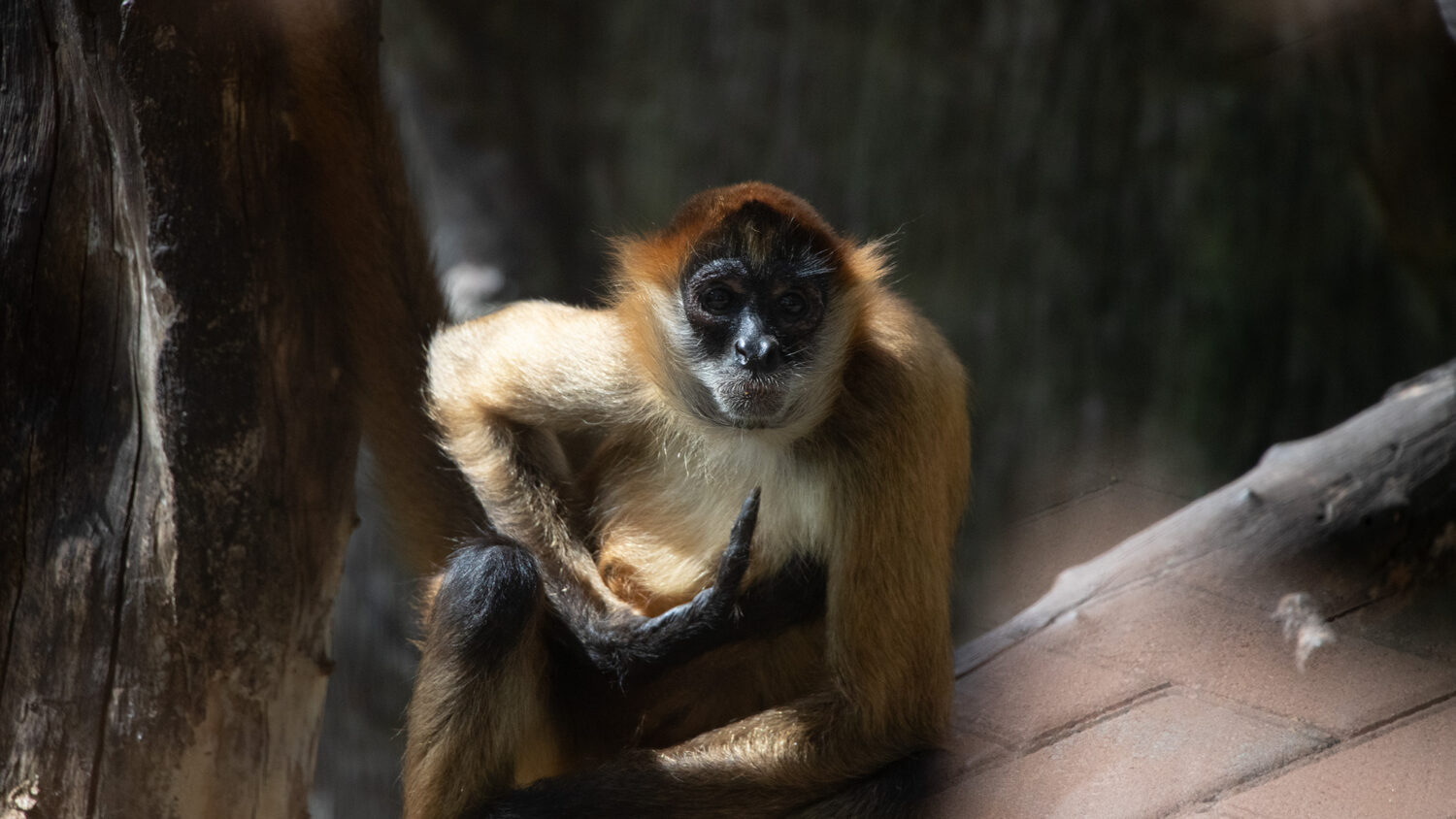 Spider Monkey Fun Facts | Diamante Eco Adventure Park