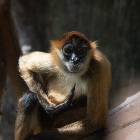 a monkey sitting and looking at the camera
