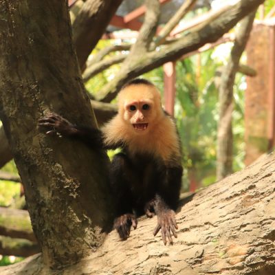 a monkey sitting on a branch