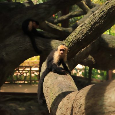 a bird sitting on top of a tree trunk