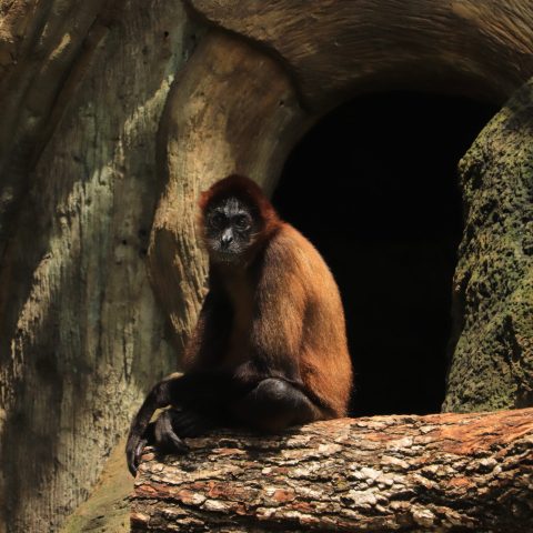 a large brown bear sitting on a rock