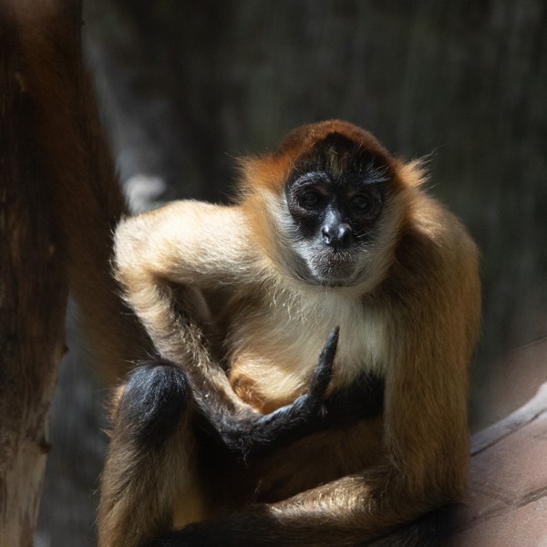 a close up of an animal