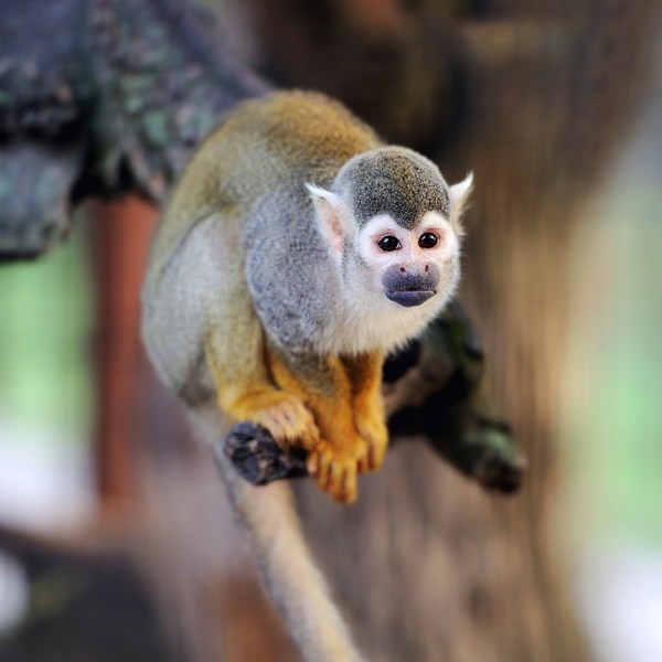 a monkey sitting on a table