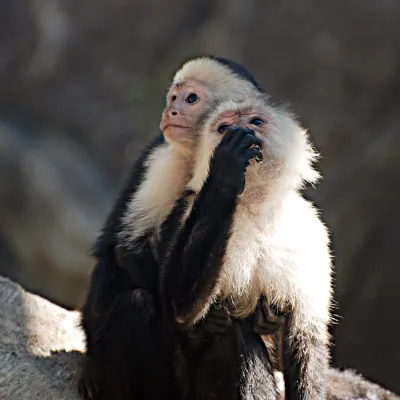 a close up of a monkey