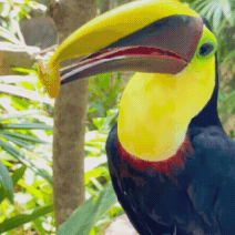 a close up of a bird