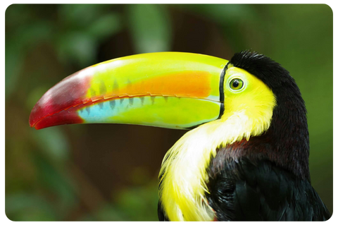 a close up of a bird