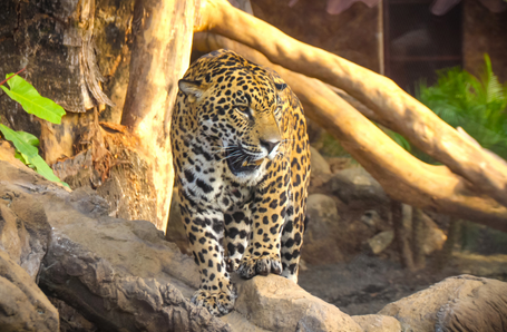 a leopard standing on a rock