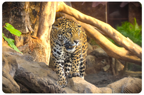 a leopard standing on a rock