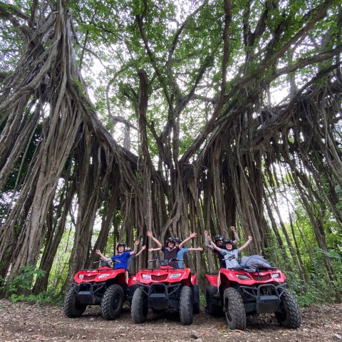 a row of parked motorcycles sitting on the side of a tree