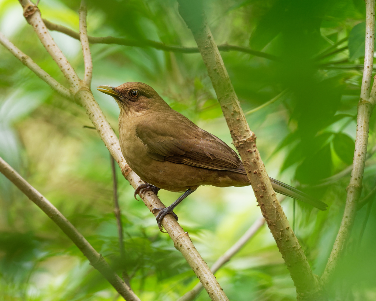 a small bird perched on a tree branch