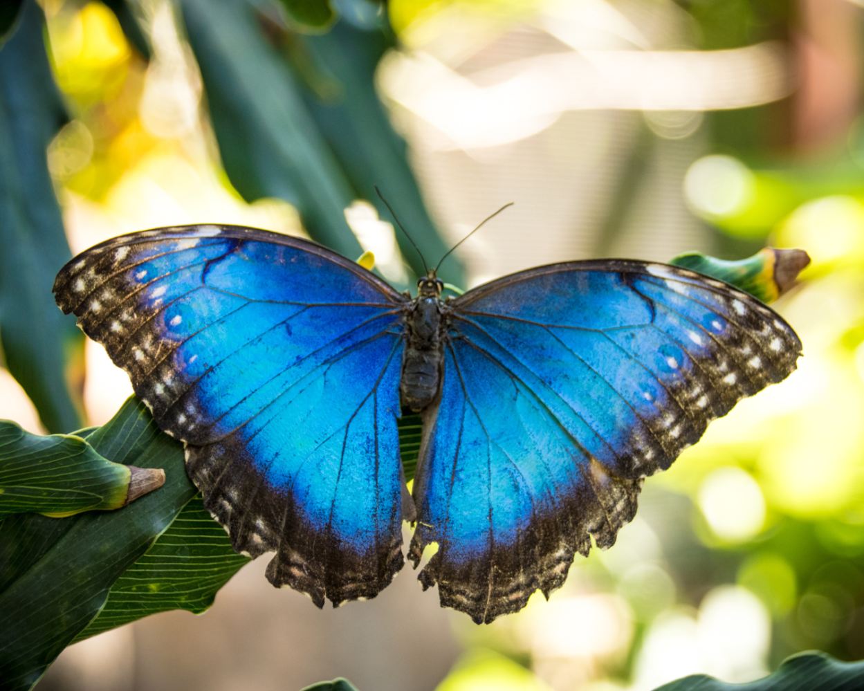 a colorful butterfly on a flower