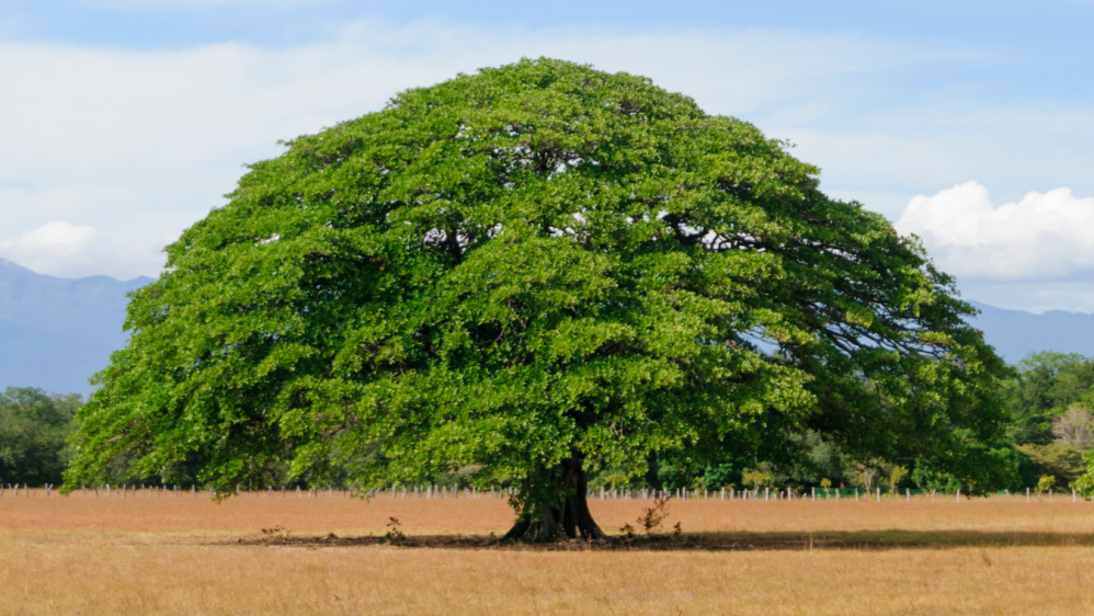 a large green field with trees in the background with Moanalua Gardens in the background