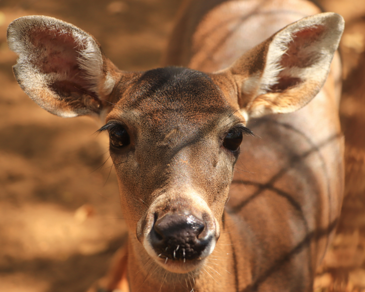 a close up of an animal looking at the camera