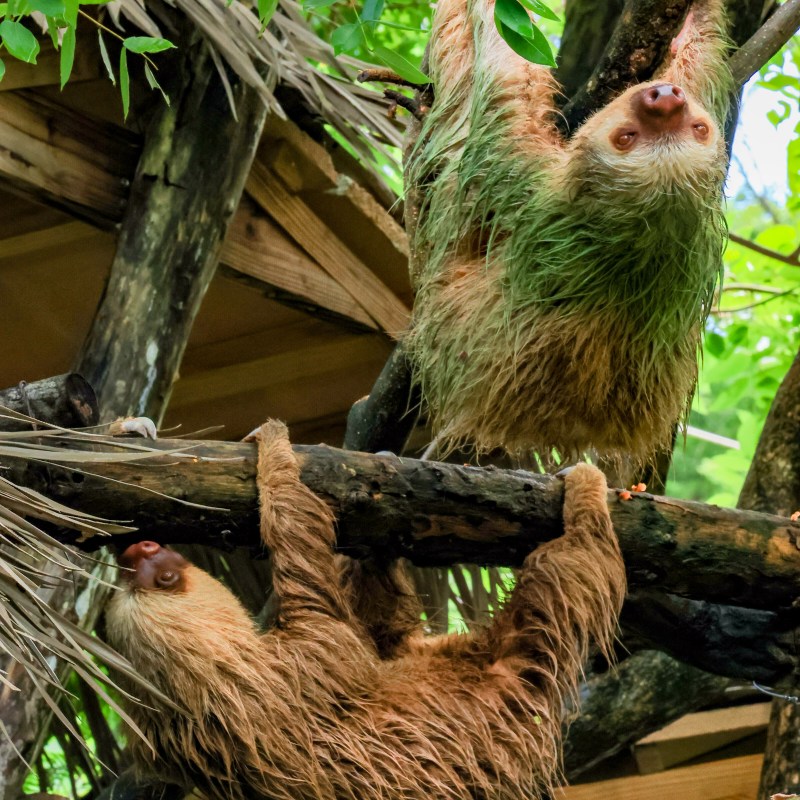a bird sitting on a branch