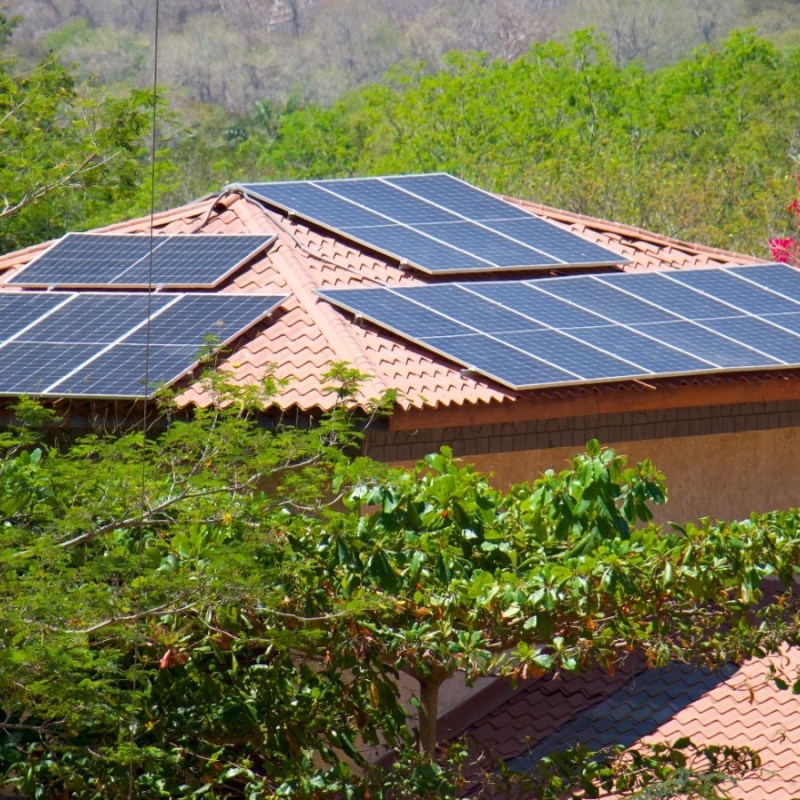 a close up of a garden