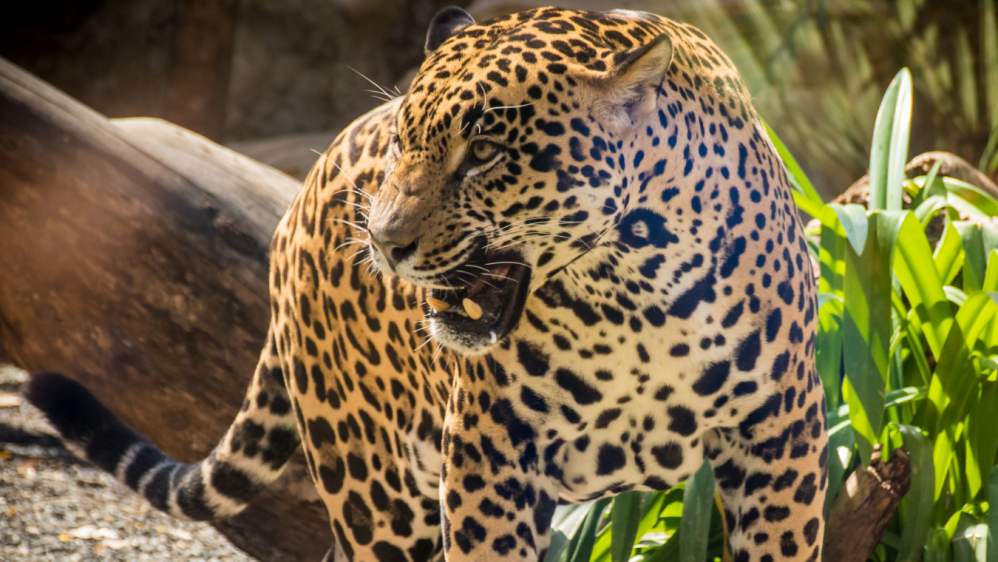 a leopard standing on a rock