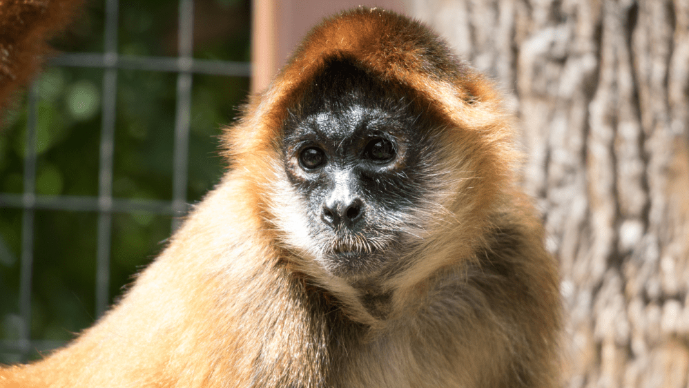 a close up of a monkey