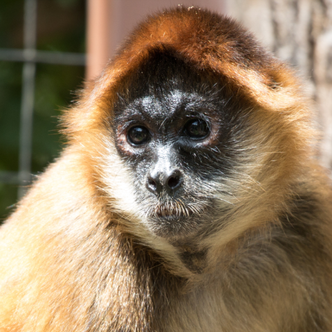 a close up of a monkey