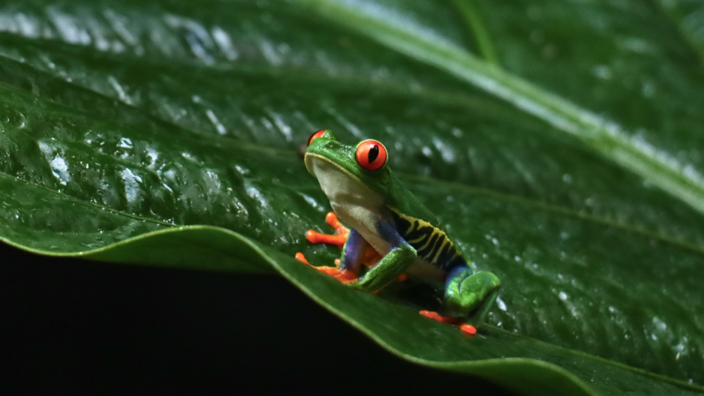 a green frog on a leaf