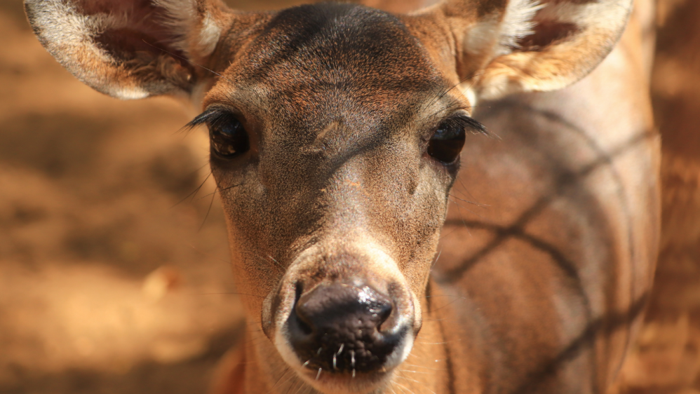 a close up of an animal looking at the camera