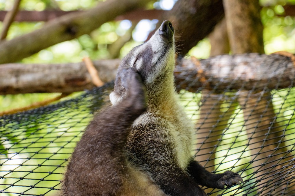 White-nosed coati exploring the forest floor at Diamante Eco Adventure Park.