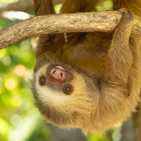 a small bird perched on a tree branch