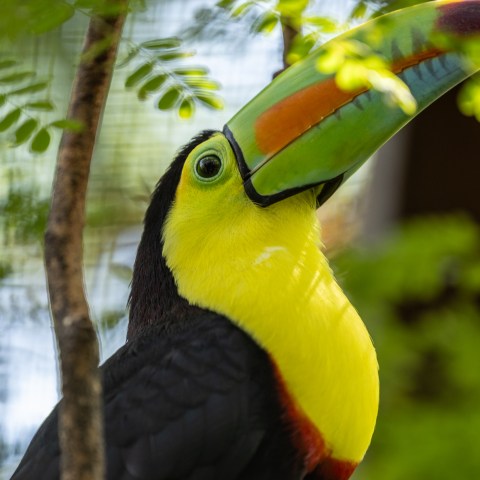 a colorful bird on a branch