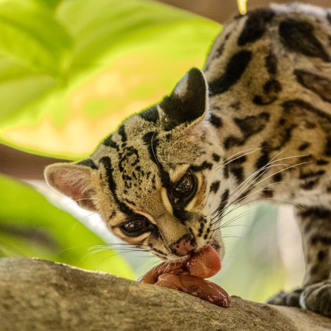 a cat sitting on a branch