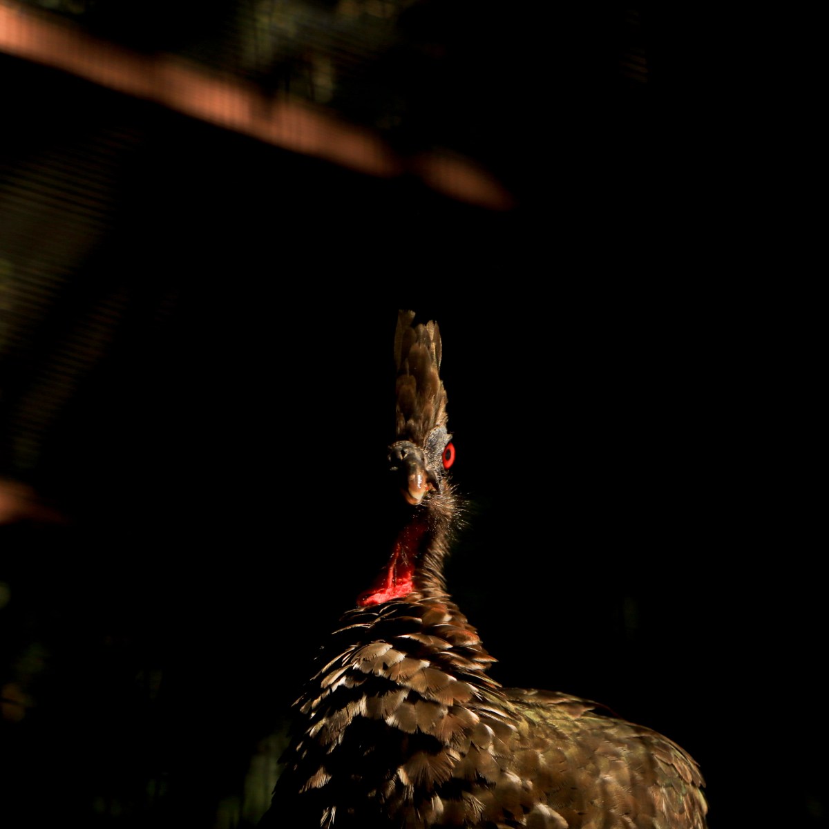 a close up of a bird
