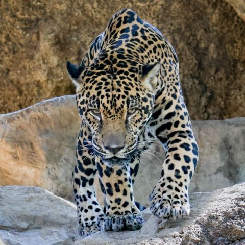 a leopard standing on a rock