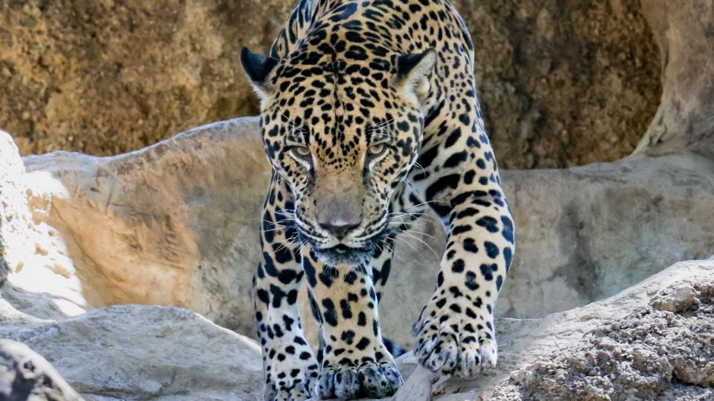 a leopard standing on a rock