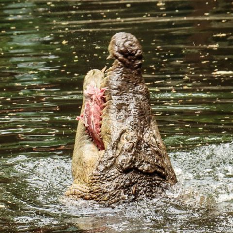 a dog swimming in a body of water