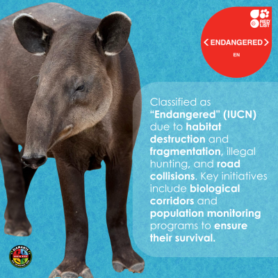 a close up of an animal