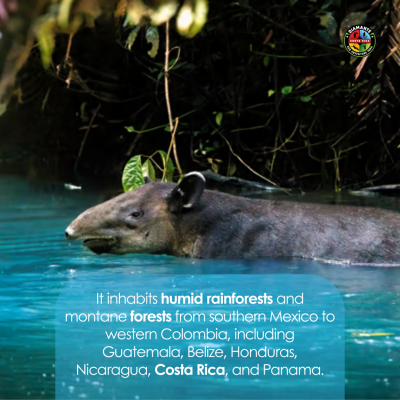 an animal swimming in the water