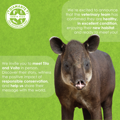 an animal standing on grass