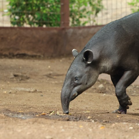 an animal standing in the dirt